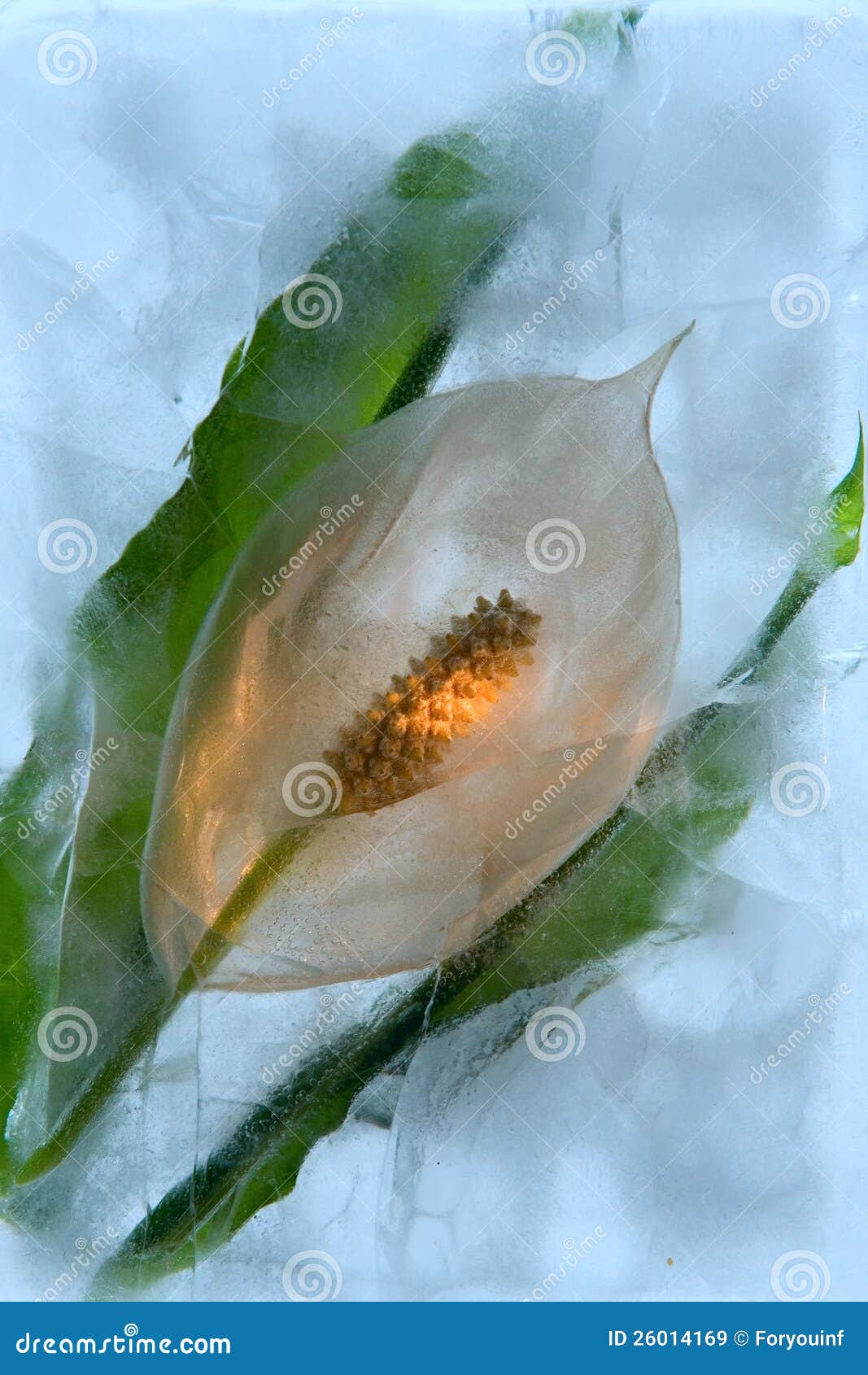 frozen spathiphyllum floribundum
