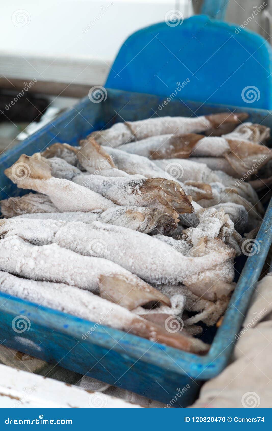 Frozen Squid for Fishing Bait Thawing in a Tray with Shallow Depth