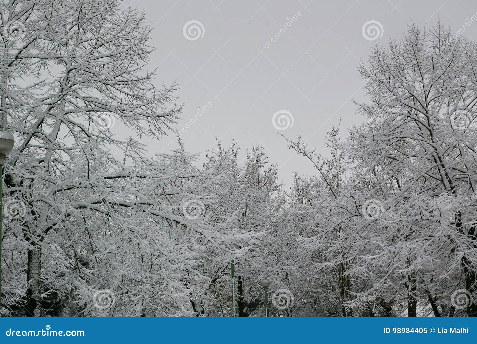 frozen treas ` a perfect winter city park trees image