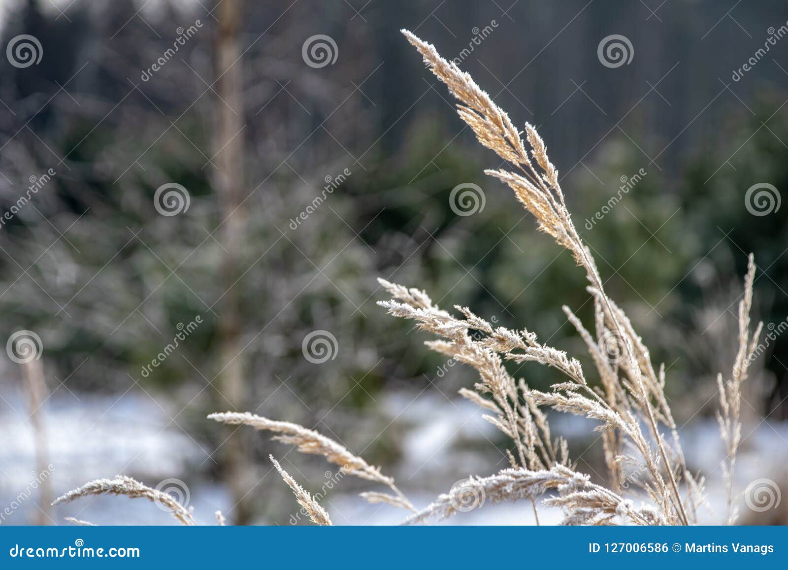 Frozen Vegetation in Winter on Blur Background Stock Photo - Image of ...