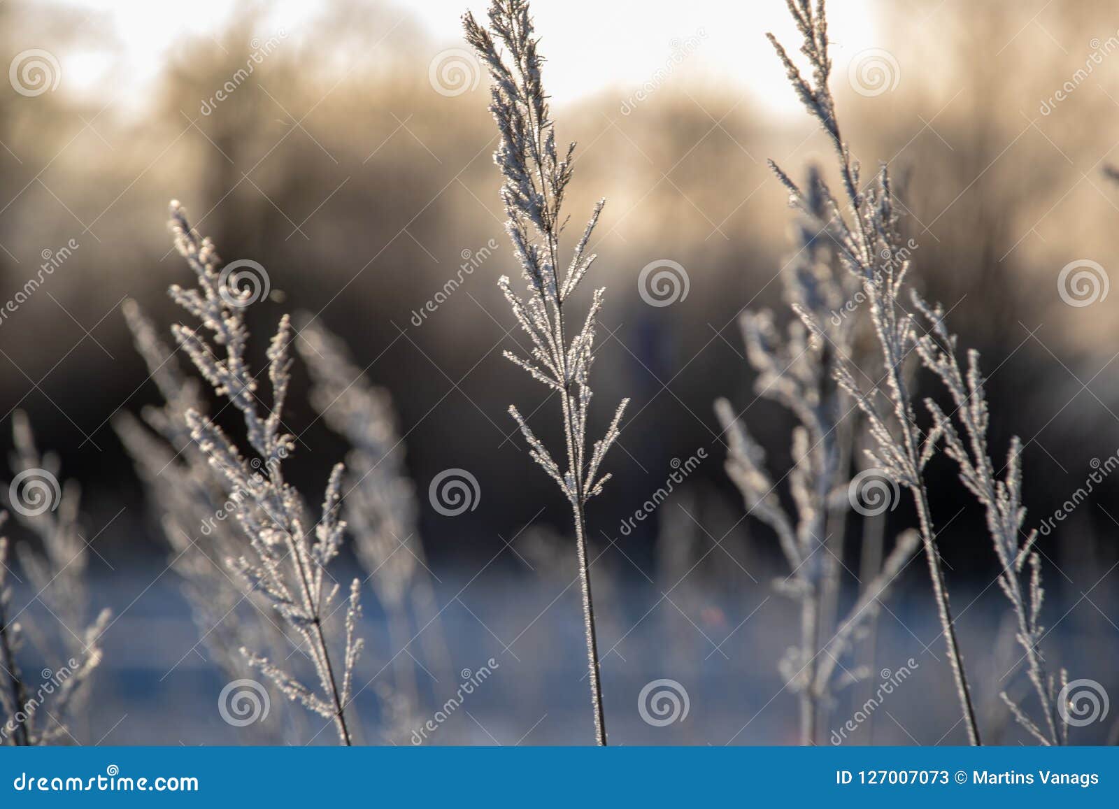 Frozen Vegetation in Winter on Blur Background Stock Image - Image of ...