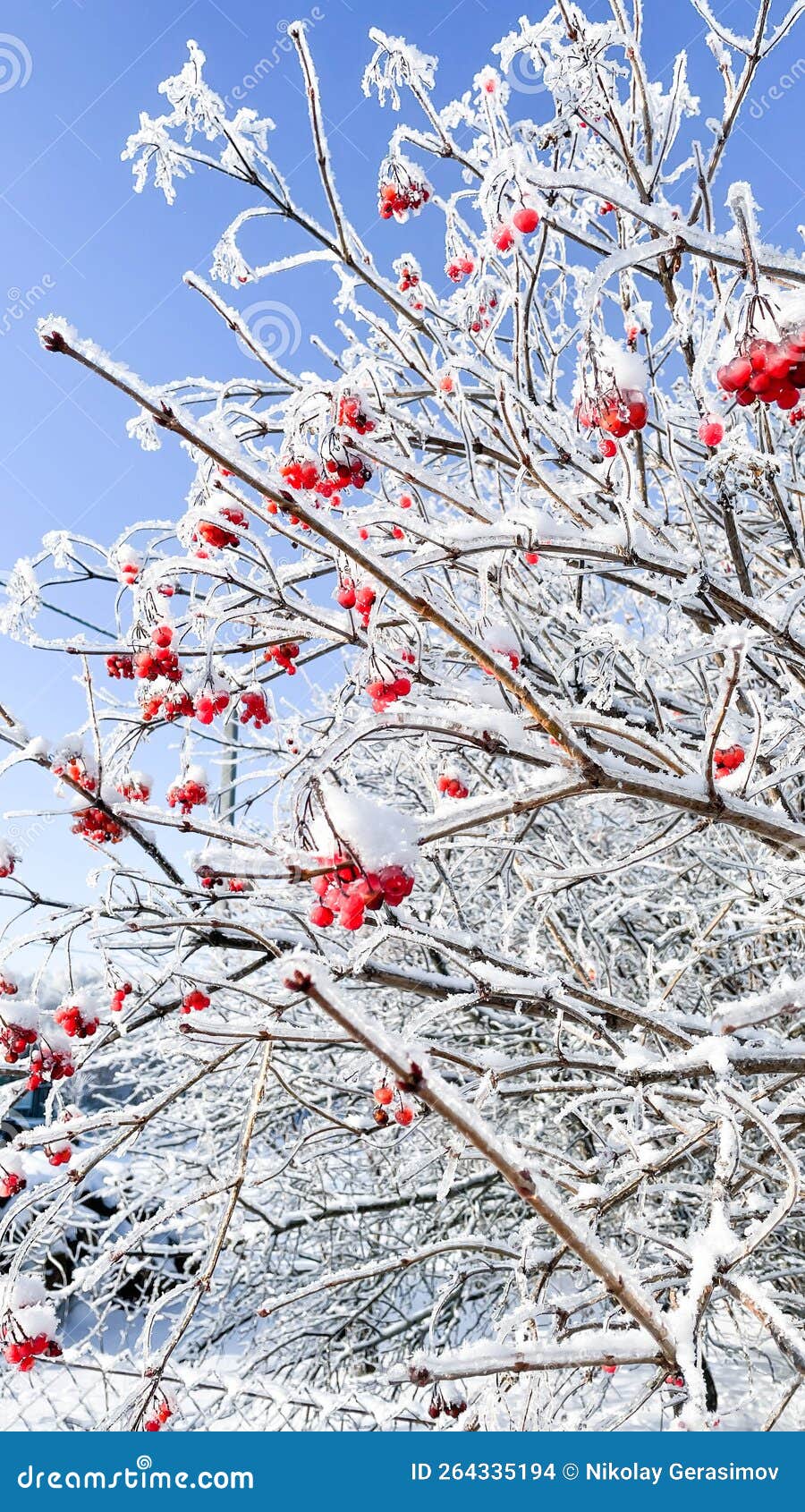 Frozen Viburnum in the Snow on a Branch in Cold Winter Stock Photo Image of weather, natural