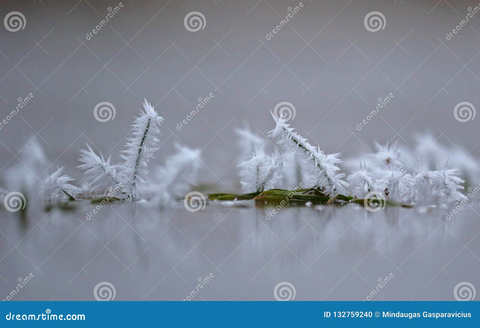 frozen water crystals early morning