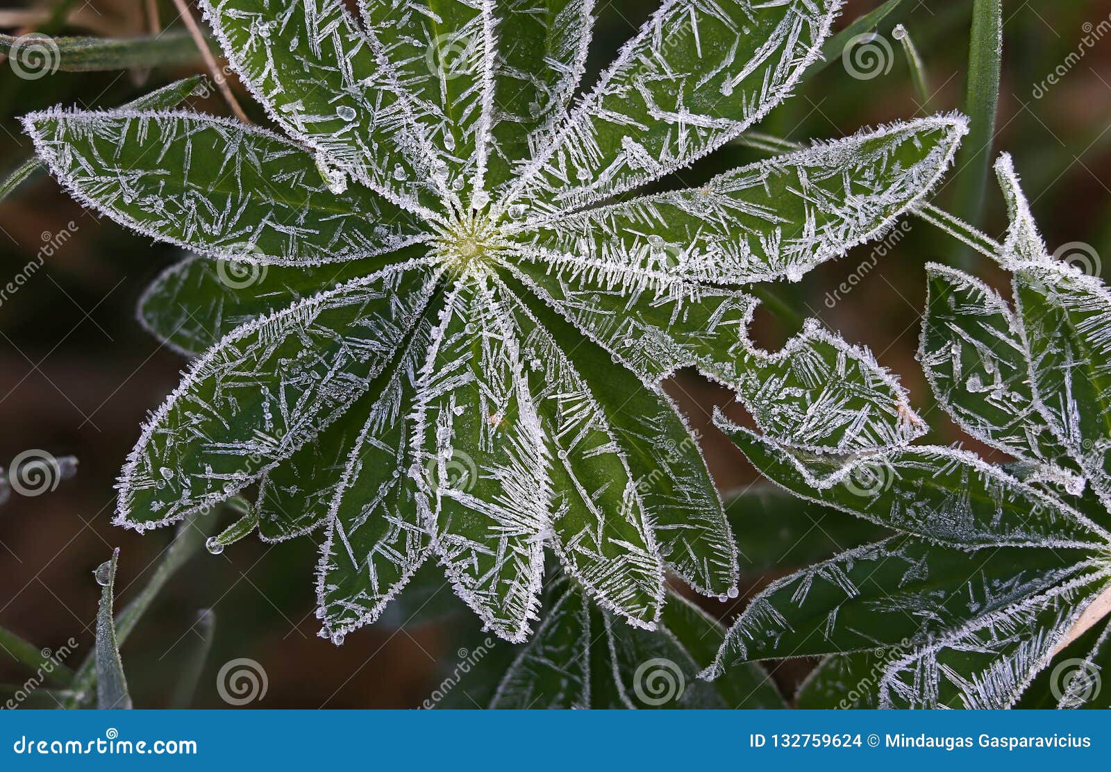 frozen water crystals early morning