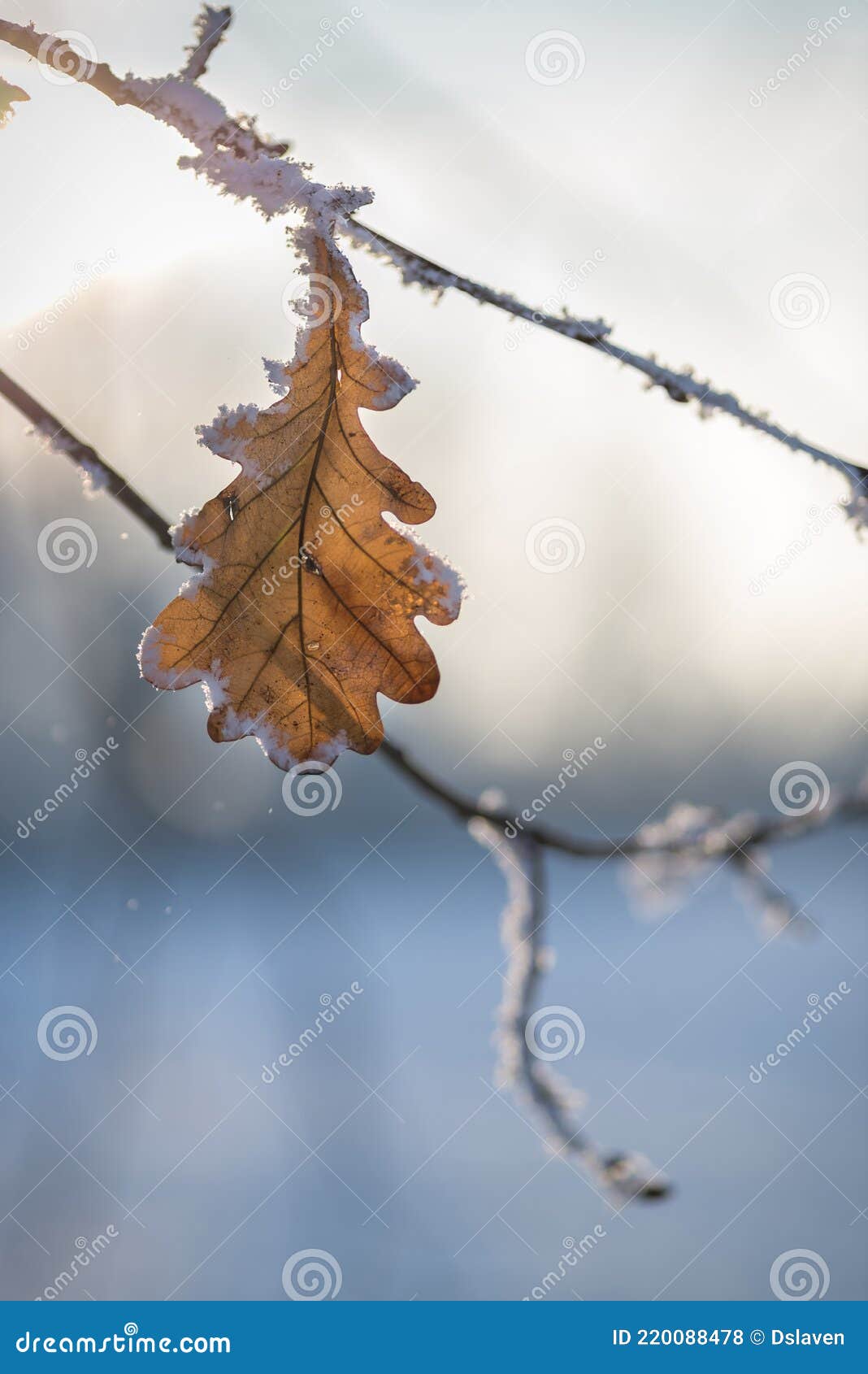 Winter Greenery stock image. Image of leaf, winter, floral - 43947499