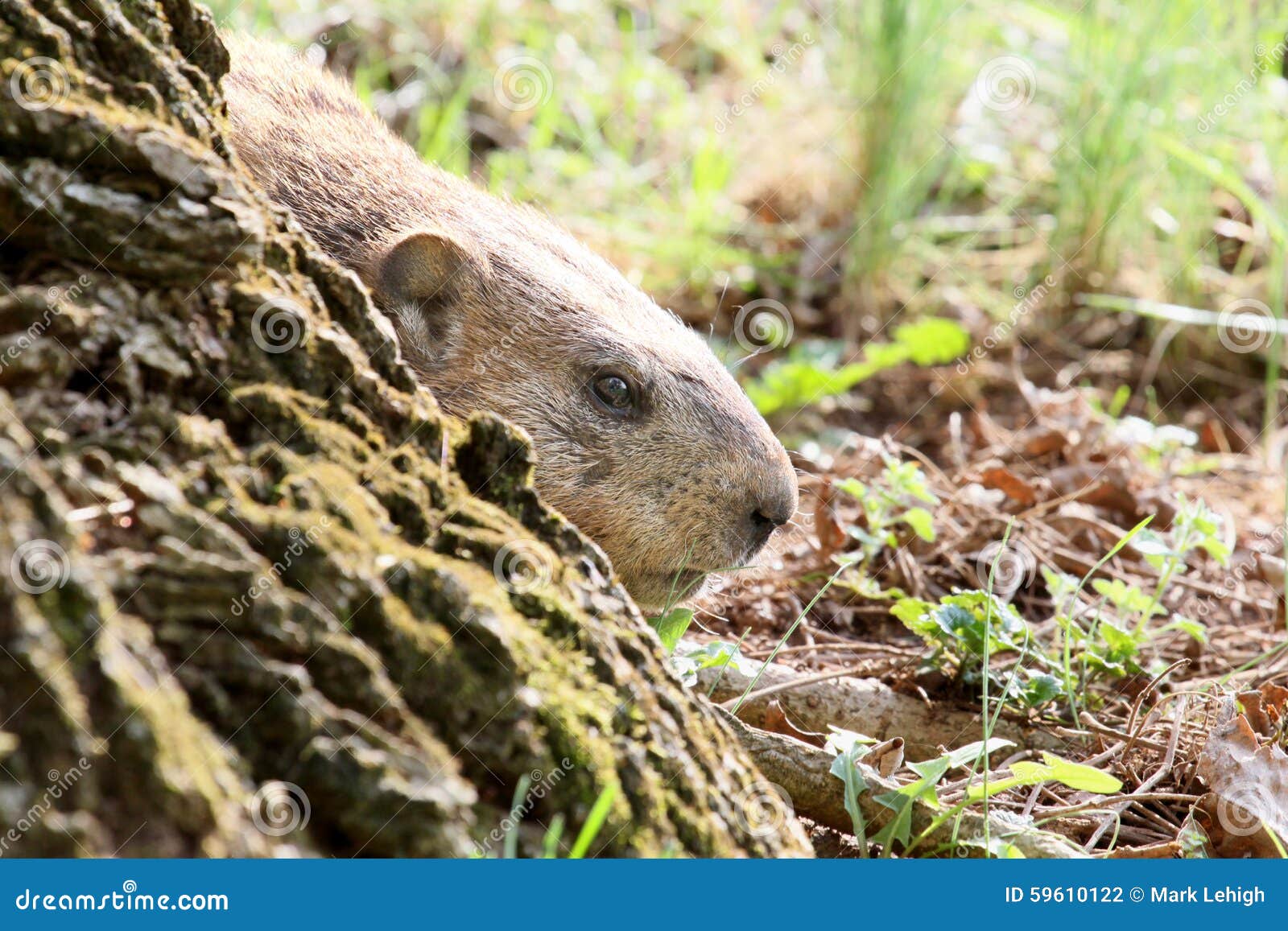 Frozen woodchuck stock photo. Image of hole, fear, monax 59610122