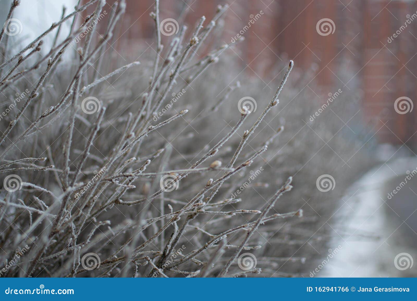 Frozes Branches after Freezing Rain Stock Photo - Image of frosty