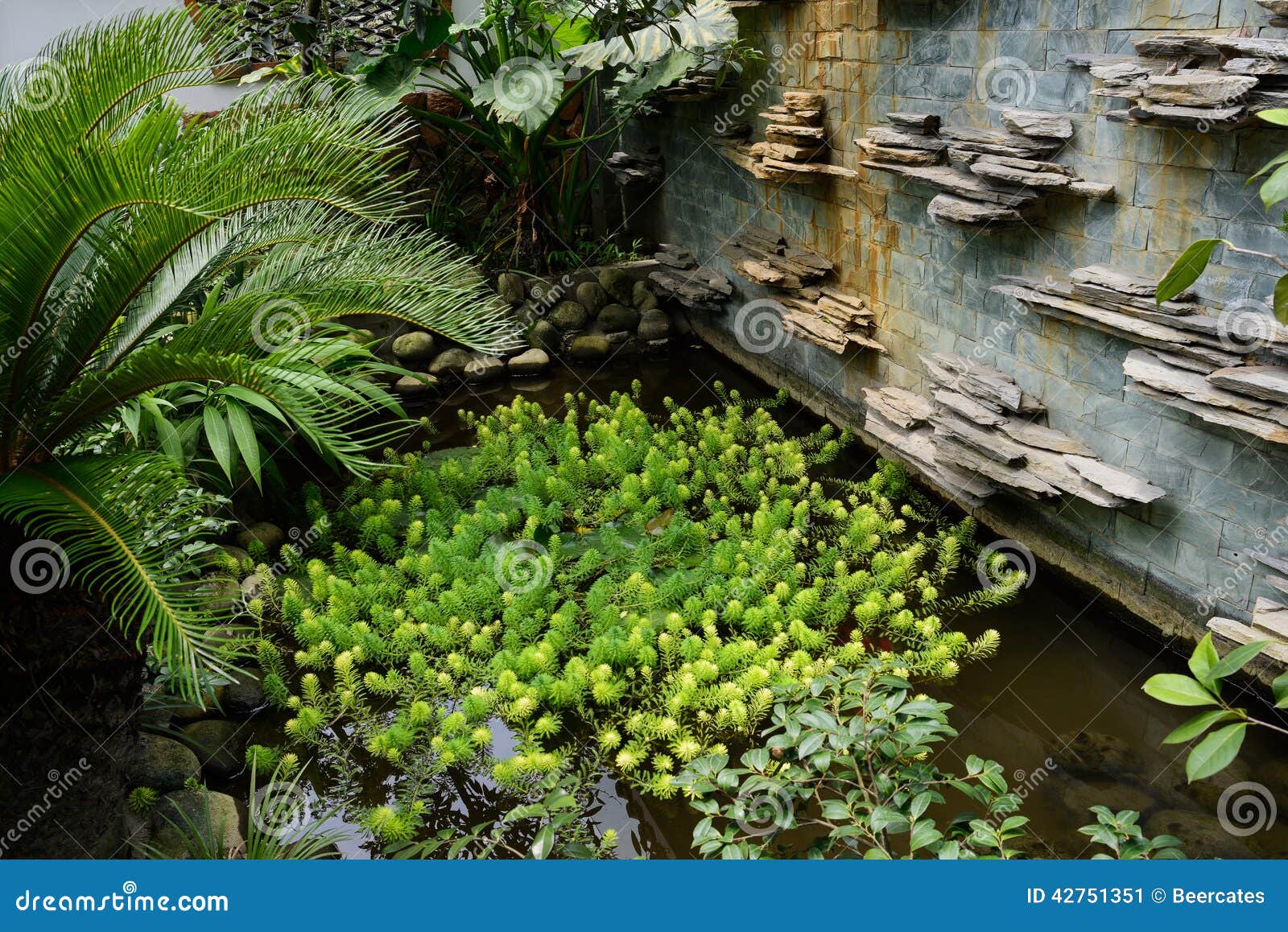 Fruchtbare Algen Im Kleinen Teich Stockbild Bild von wasser, gras