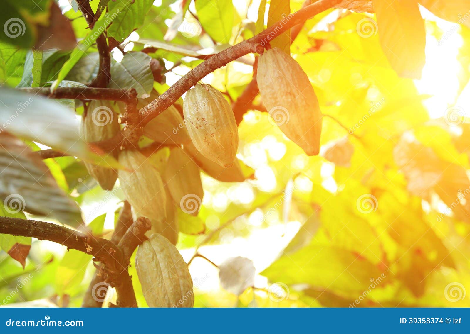 Fructe de cacao cresc în pomi. Fructe de cacao verzi cresc în pomi