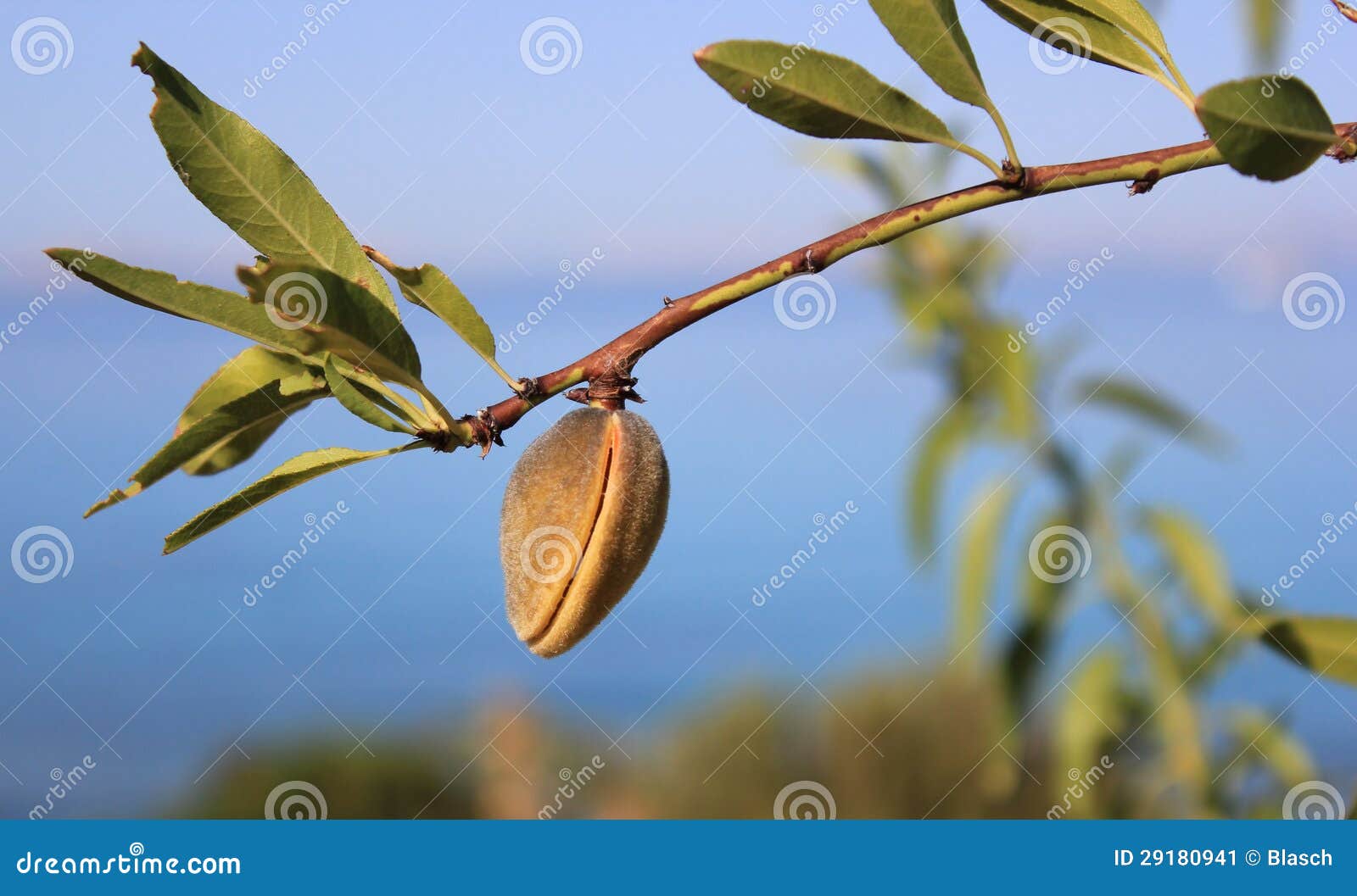 Fruit on an Almond Tree Branch Stock Image Image of drupe, branch