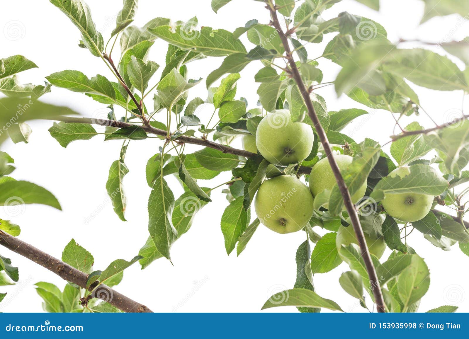 The Fruit of the Apple Tree Stock Photo Image of fruit, fresh 153935998