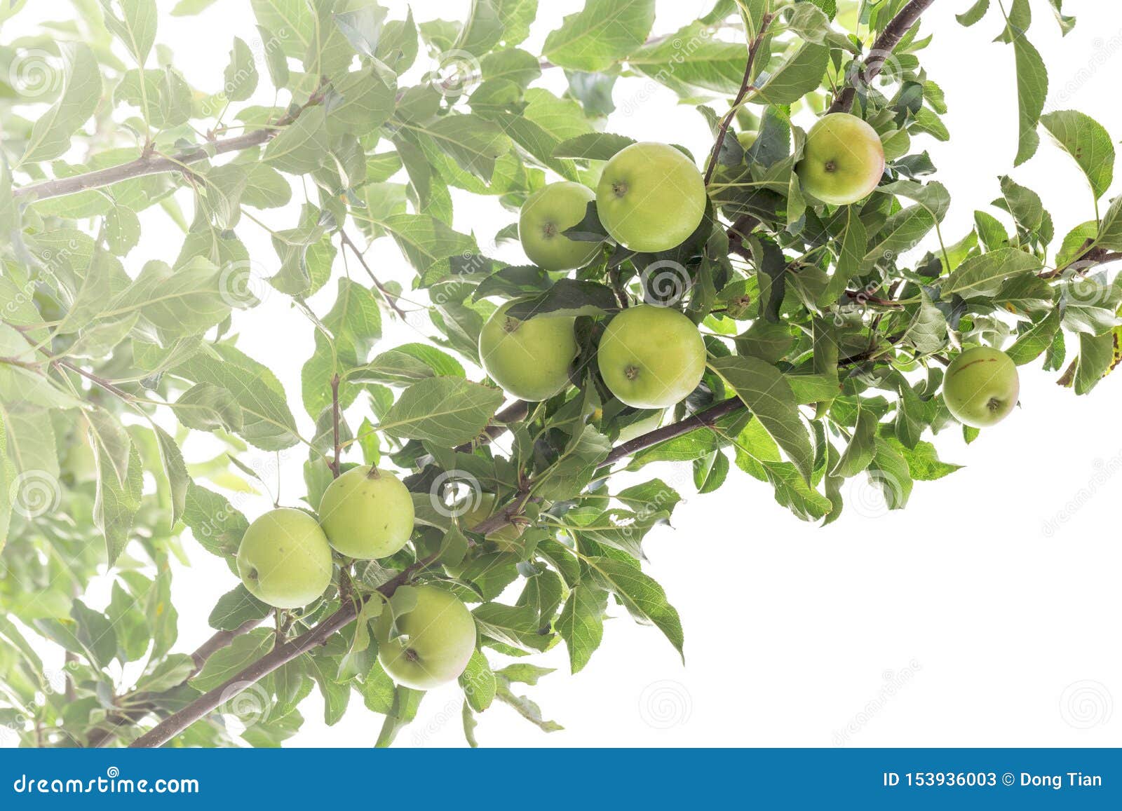 The Fruit of the Apple Tree Stock Image Image of outdoors, apples