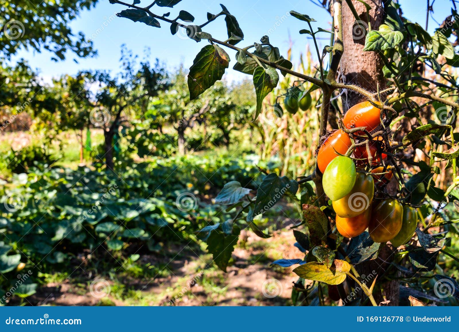 Fruit Background Texture stock photo. Image of fresh 169126778