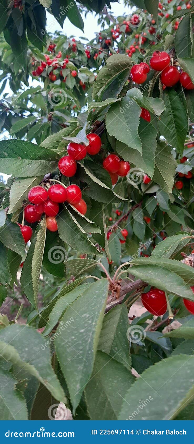 Fruit of Balochistan Pakistan Red Cherry Stock Photo Image of shrub