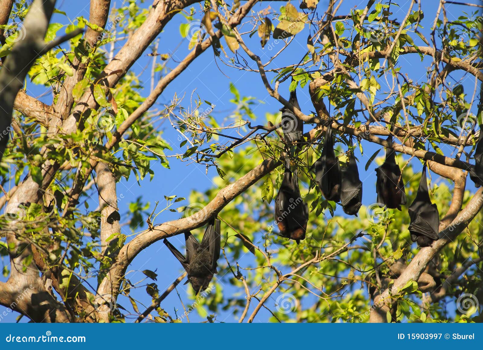 Fruit bat stock image. Image of northern, places, park 15903997