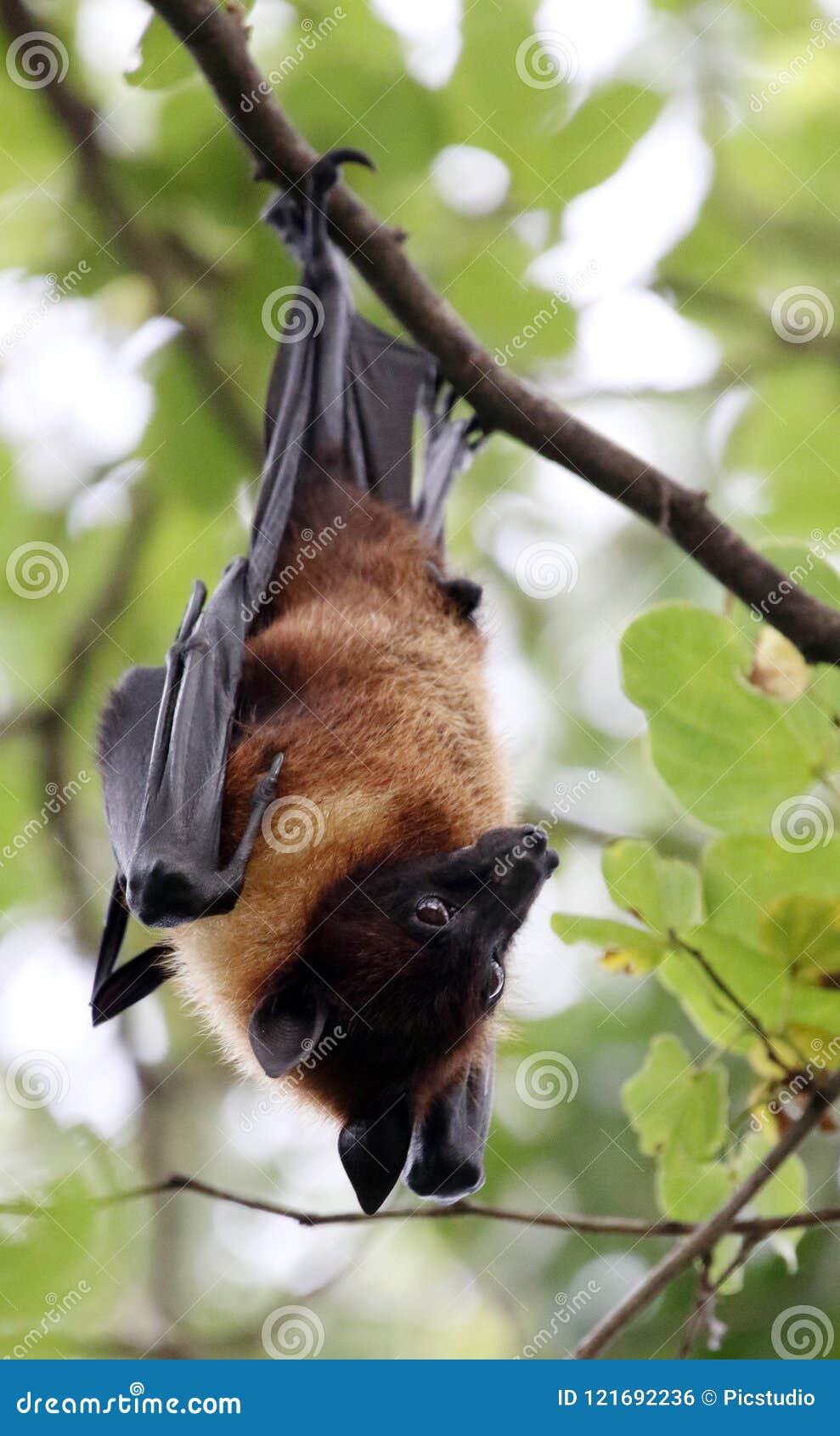 Fruit bat stock photo. Image of vampire, shot, danger 121692236