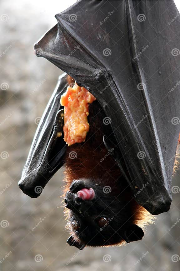 Fruit Bat Eating stock image. Image of upsidedown, pips 6509233