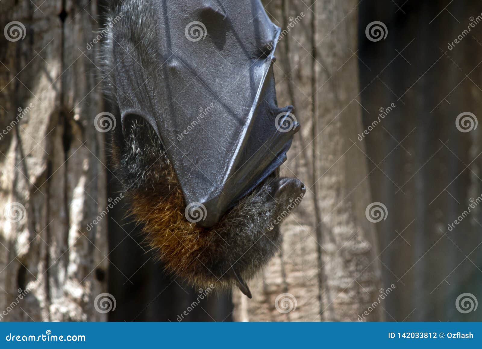 A fruit bat hanging stock photo. Image of nature, sonar 142033812