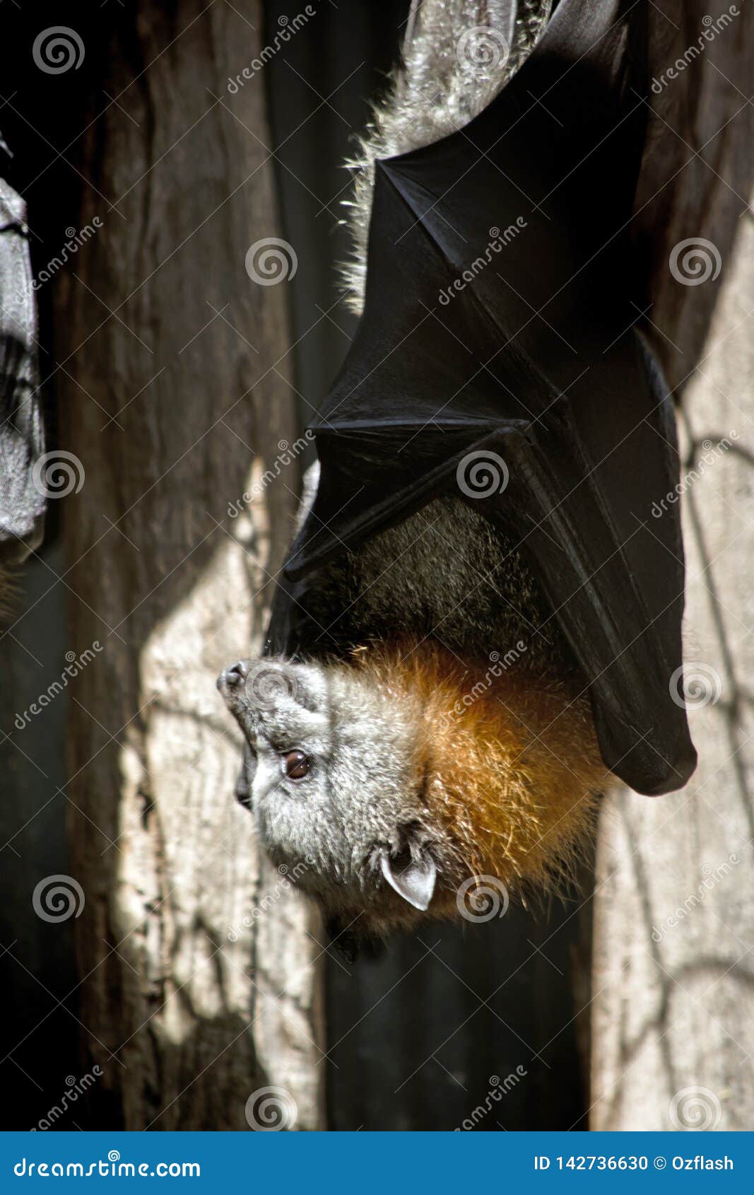 A fruit bat hanging stock photo. Image of insectivore 142736630