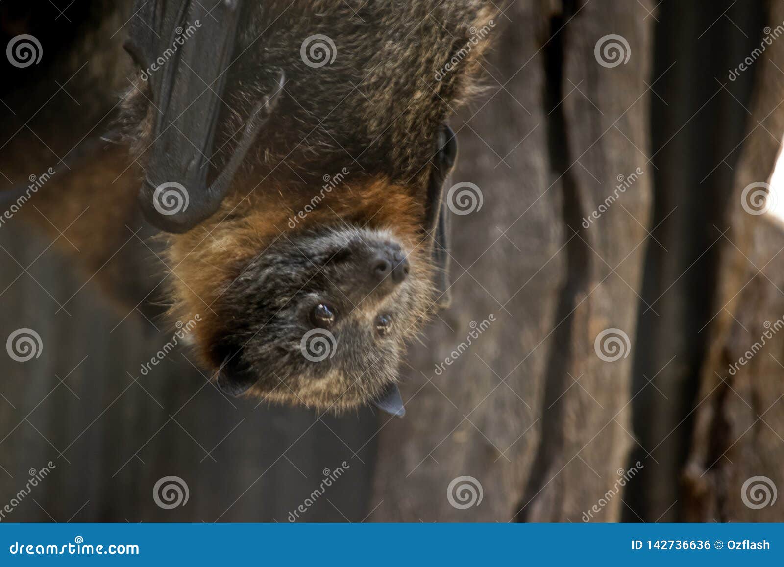 A fruit bat hanging stock photo. Image of blind, sonar 142736636