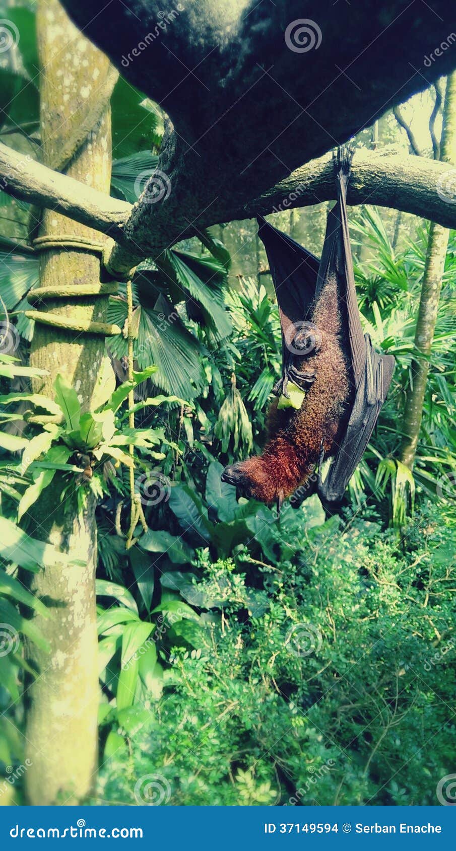 Fruit Bat Hanging from Tree Stock Photo Image of megachiroptera