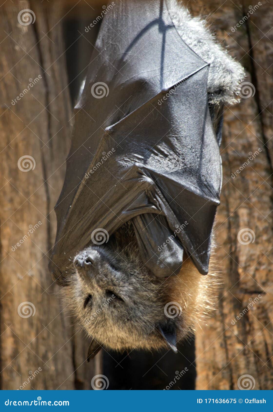 The Fruit Bat is Hanging Upside Down Stock Image - Image of animal, radar:  171636675