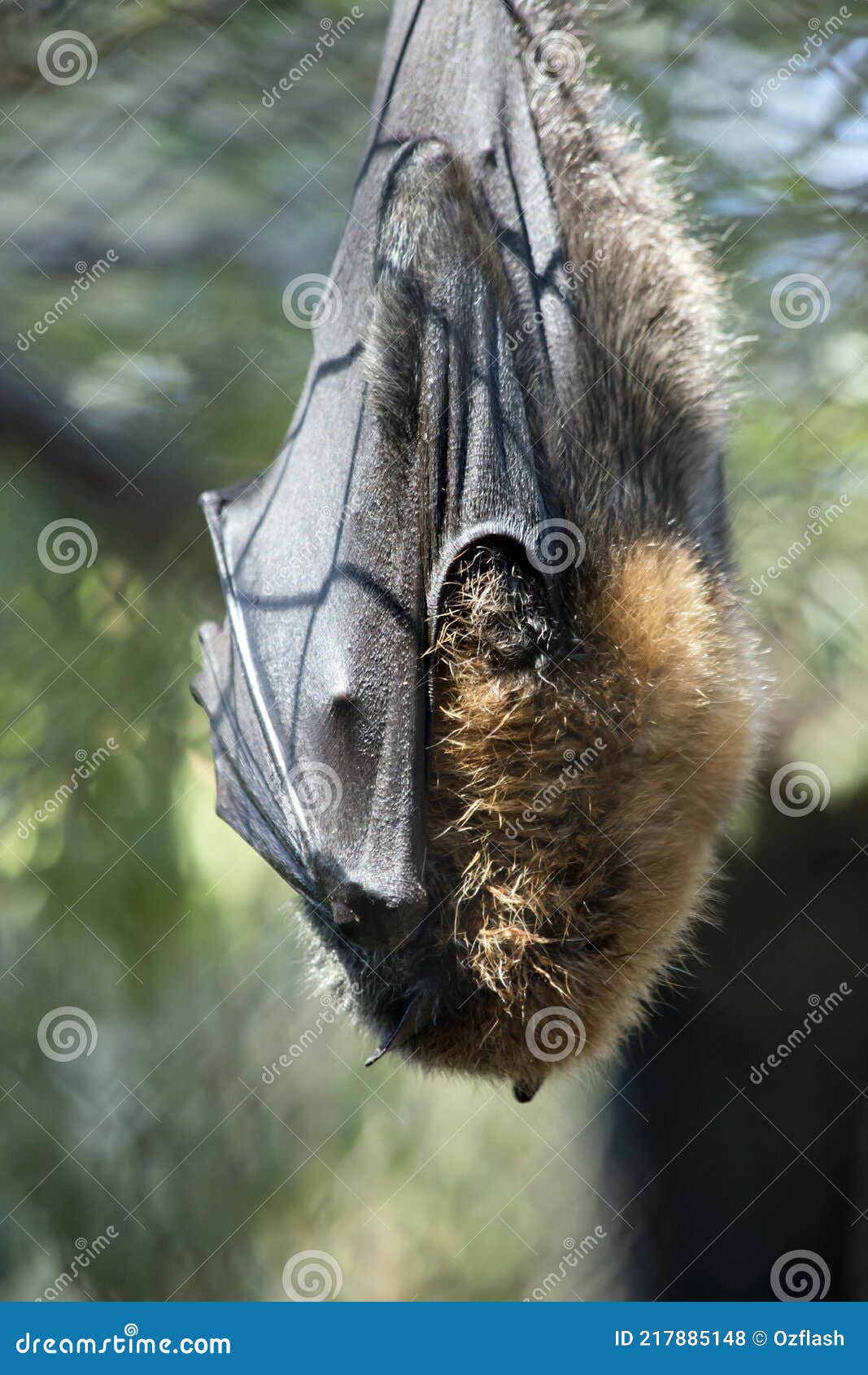 The Fruit Bat is Hanging Upside Down Stock Photo Image of halloween, flying 217885148