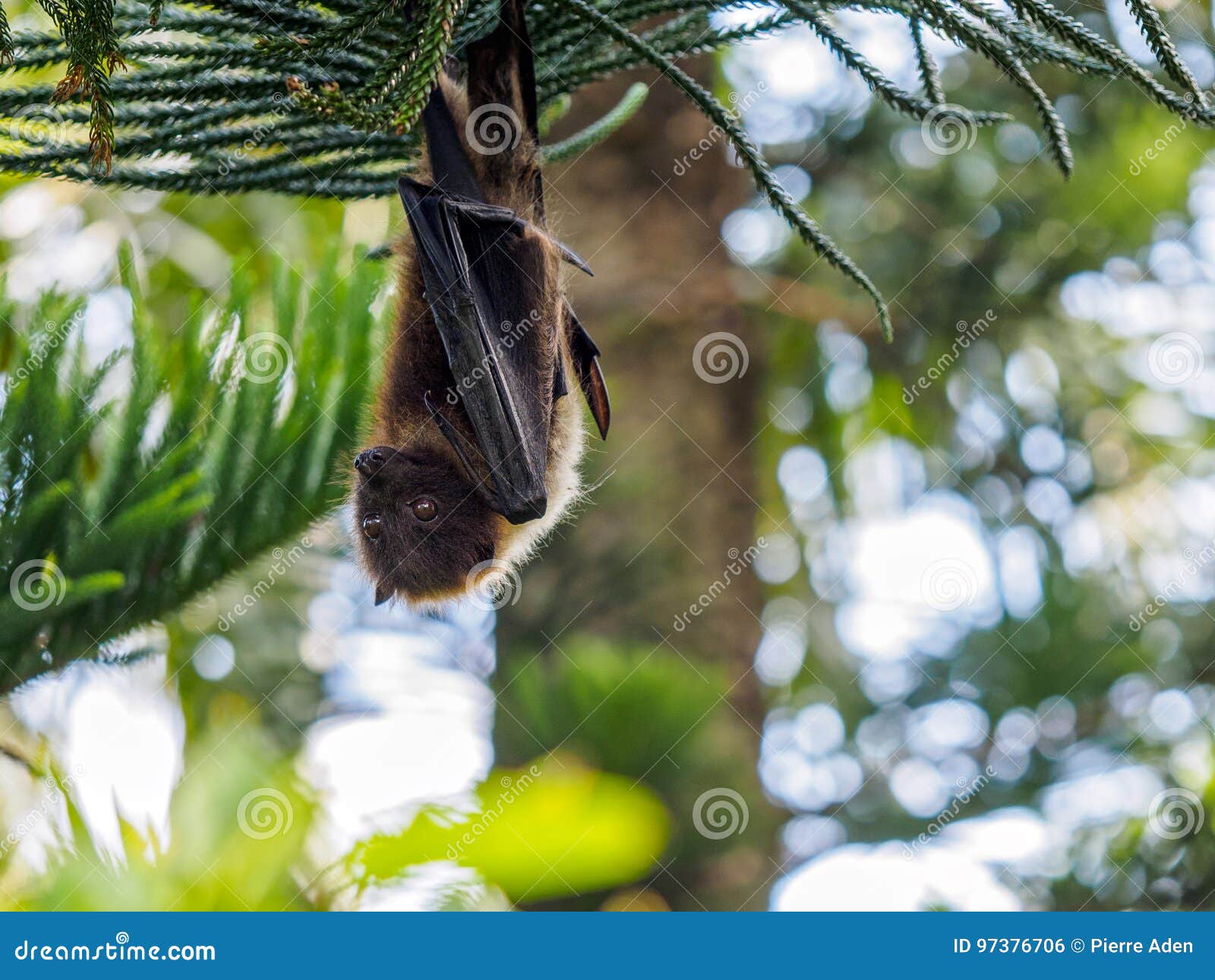 Fruit bat in Ishigaki stock photo. Image of vampire, upside 97376706