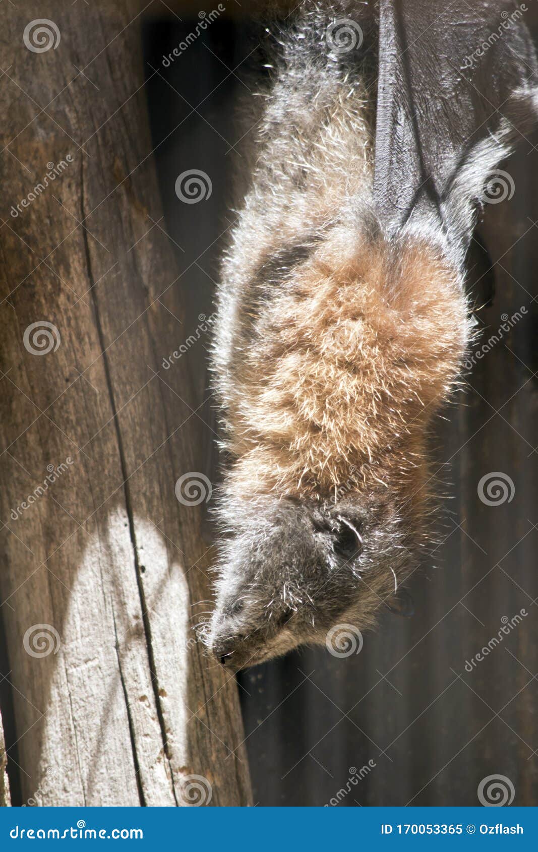 The Fruit Bat is Hanging from the Roof Stock Image Image of rabies
