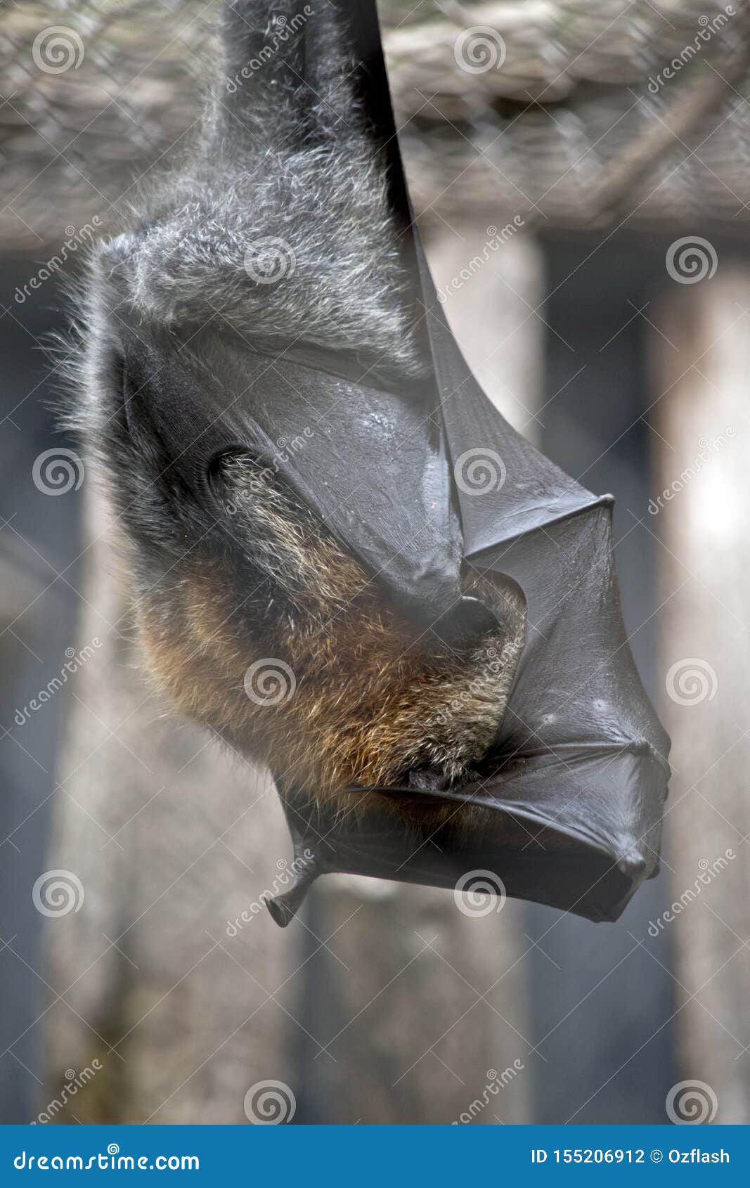 The fruit bat is resting stock photo. Image of guano 155206912