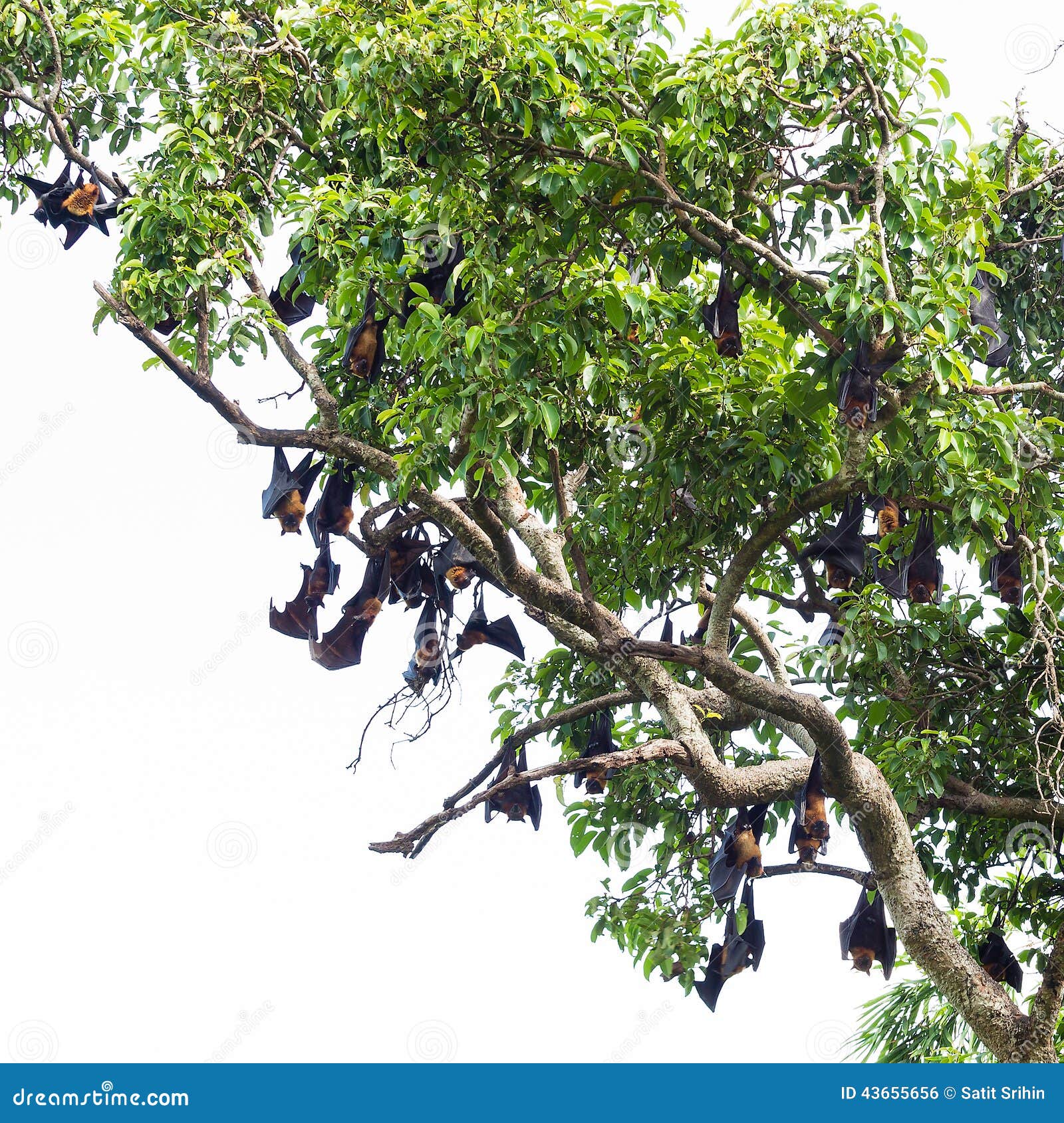 Fruit bat on tree stock photo. Image of rainforest, relaxing 43655656