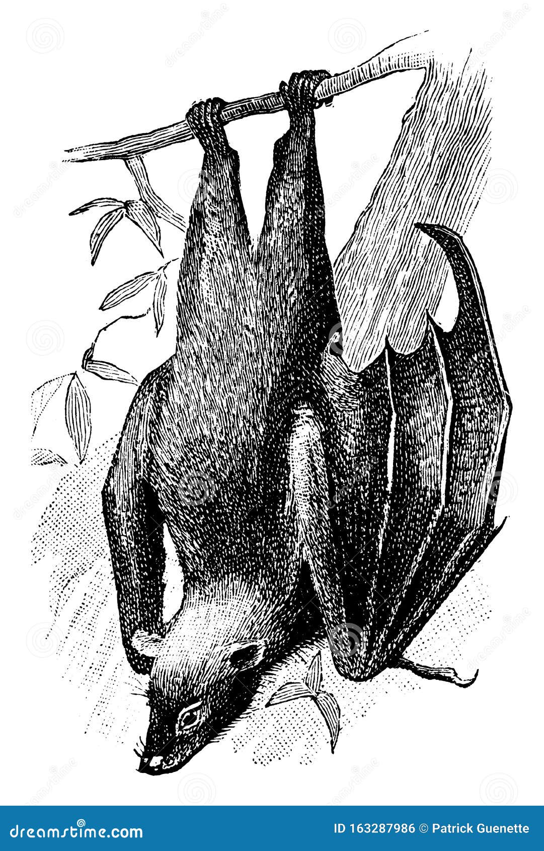 fruit bat, vintage 