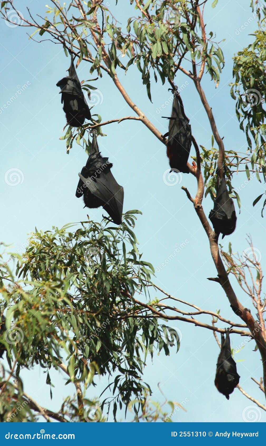 Fruit Bat Megachiroptera Eating Watermelon. Bat Flying Fox Hanging