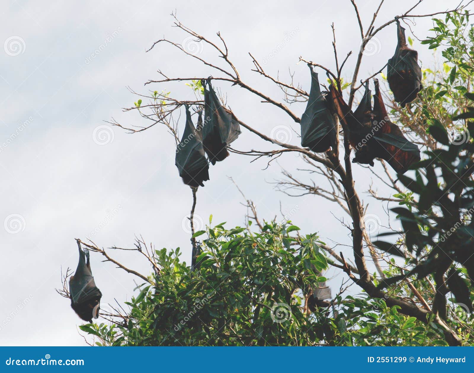 Fruit Bat Megachiroptera Eating Watermelon. Bat Flying Fox Hanging