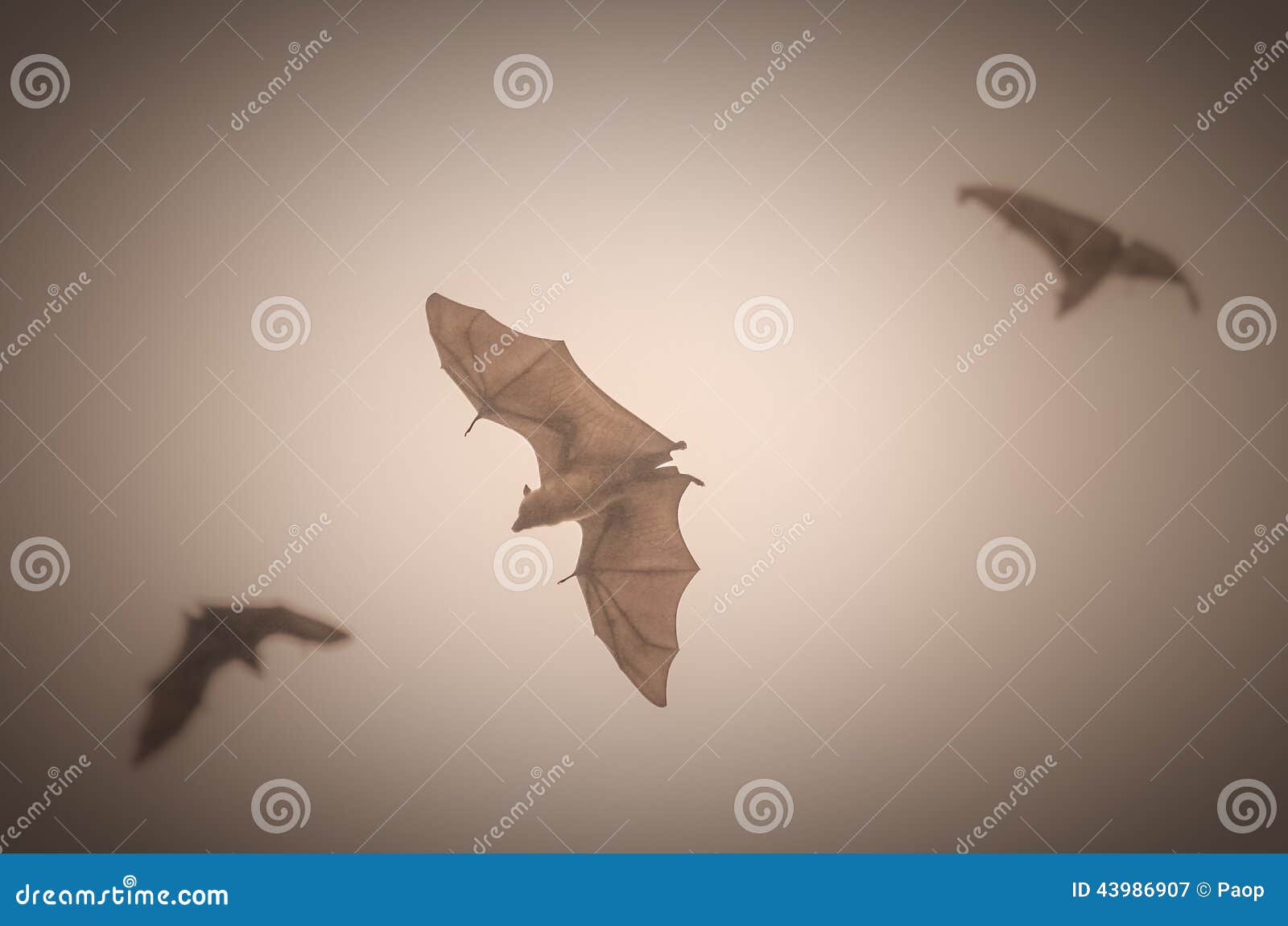 Fruit bats in flight stock image. Image of flying, dusk 43986907