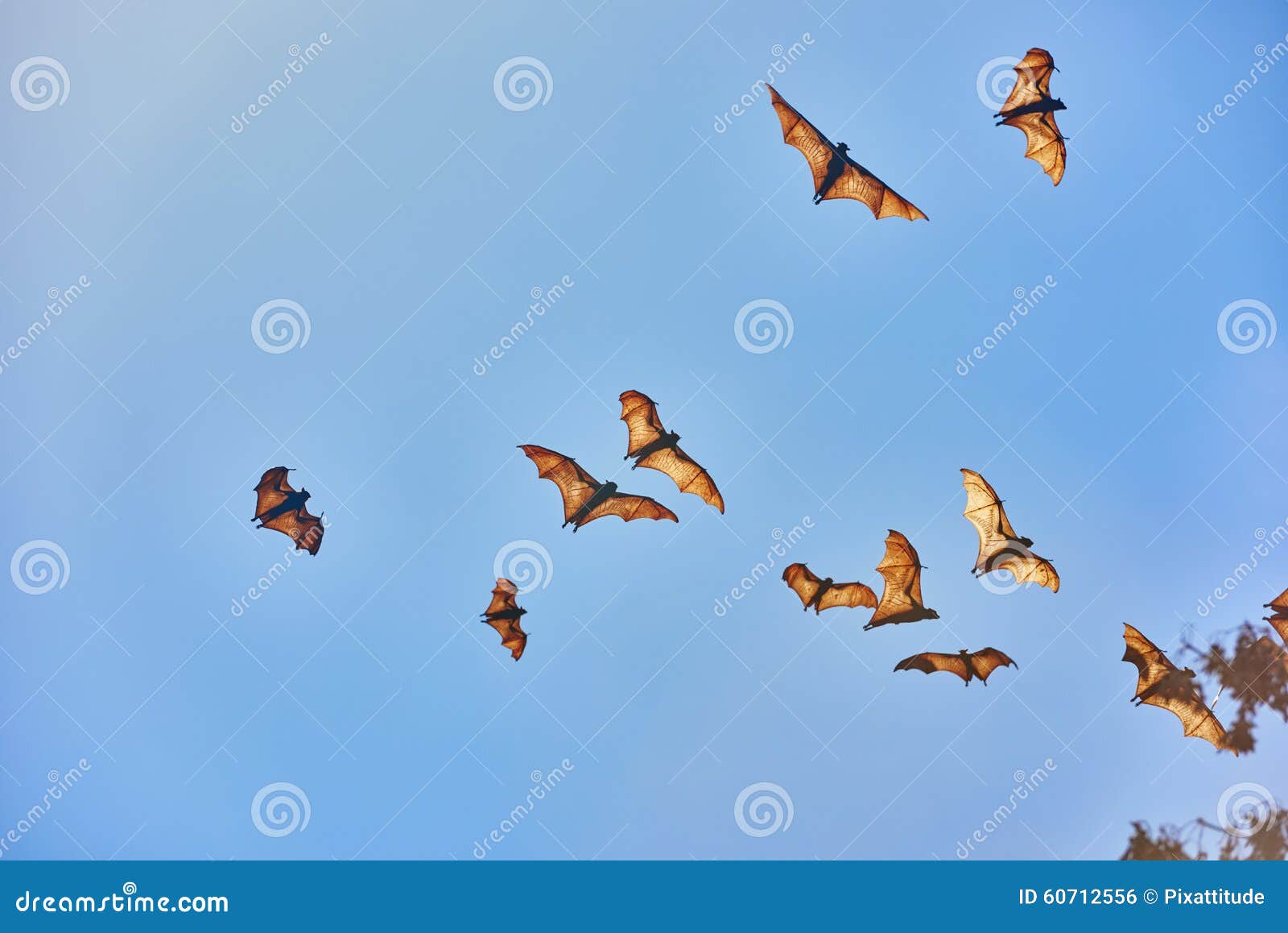 Fruit Bats Flying Palawan Philippines Stock Photo Image of nature