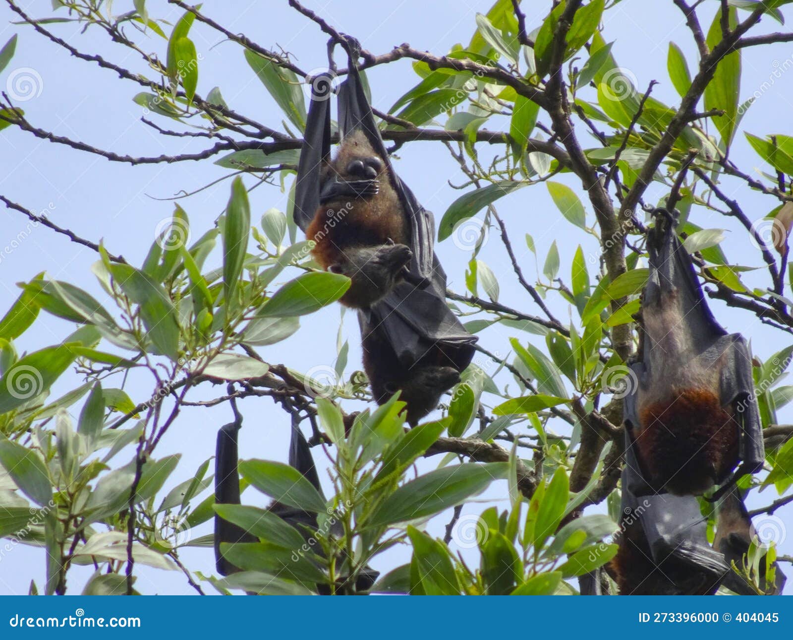 Fruit Bats Hang Upside Down from Tree Branches Stock Photo Image of