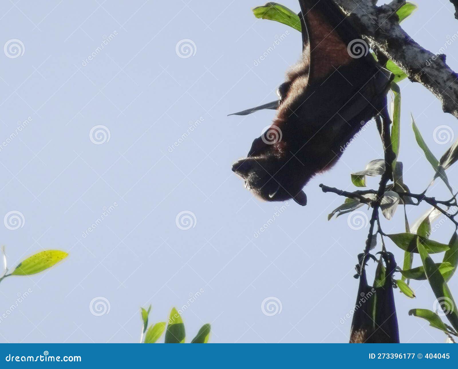 Fruit Bats Hang Upside Down from Tree Branches Stock Image Image of