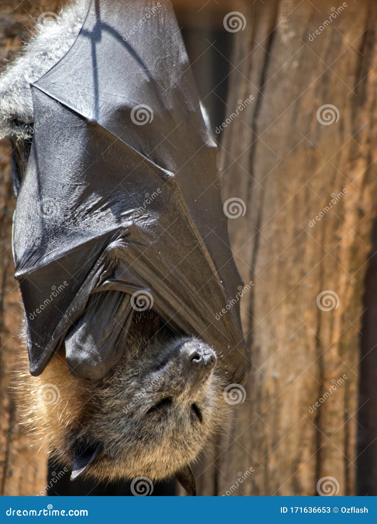 The Fruit Bat is Hanging Upside Down Stock Image Image of tree