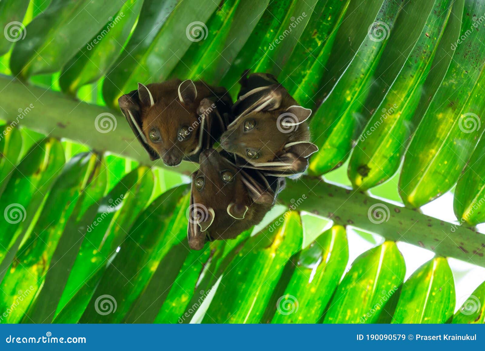 Fruit Bats Sleeping Coconut Tree Stock Image Image of eating, natural 190090579
