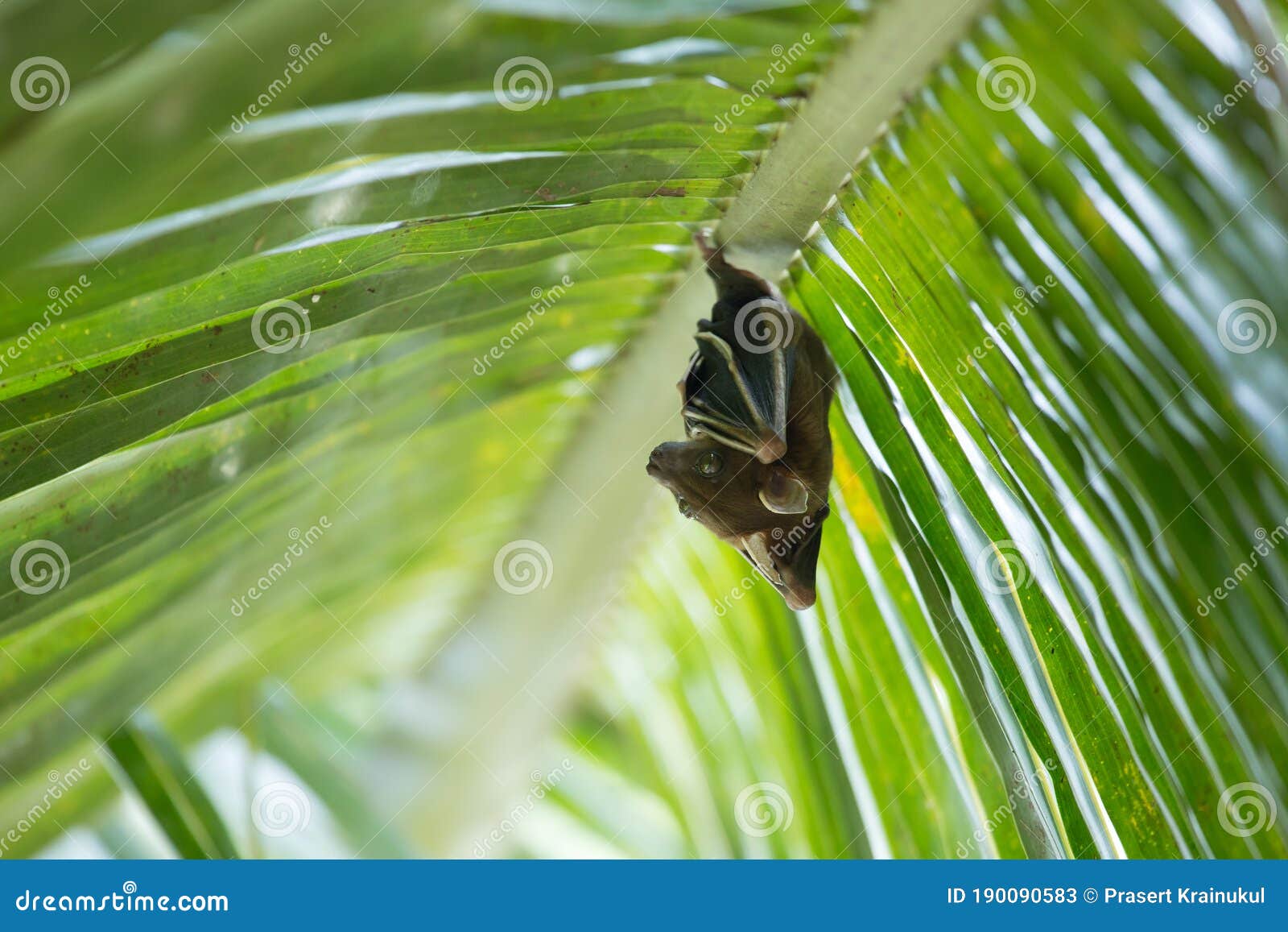 Fruit Bats Sleeping Coconut Tree Stock Image Image of green, tree 190090583