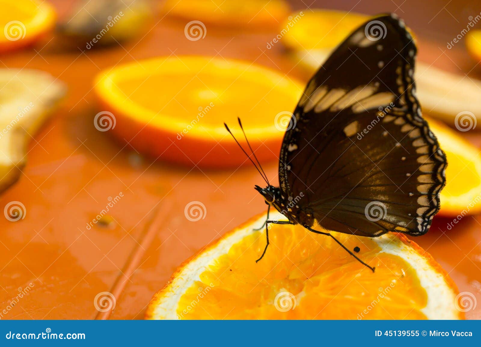 Fruit and butterfly stock image. Image of eating, orange 45139555