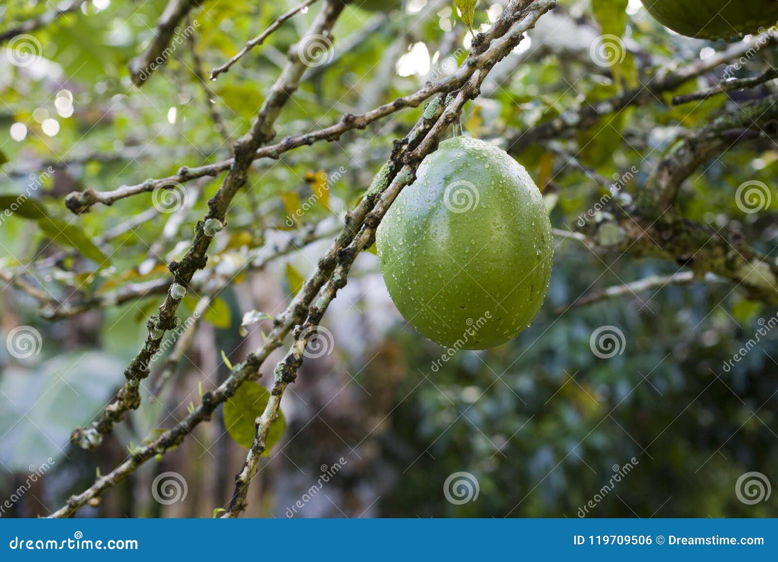 crescentia cujete, commonly known as the calabash tree big fruit