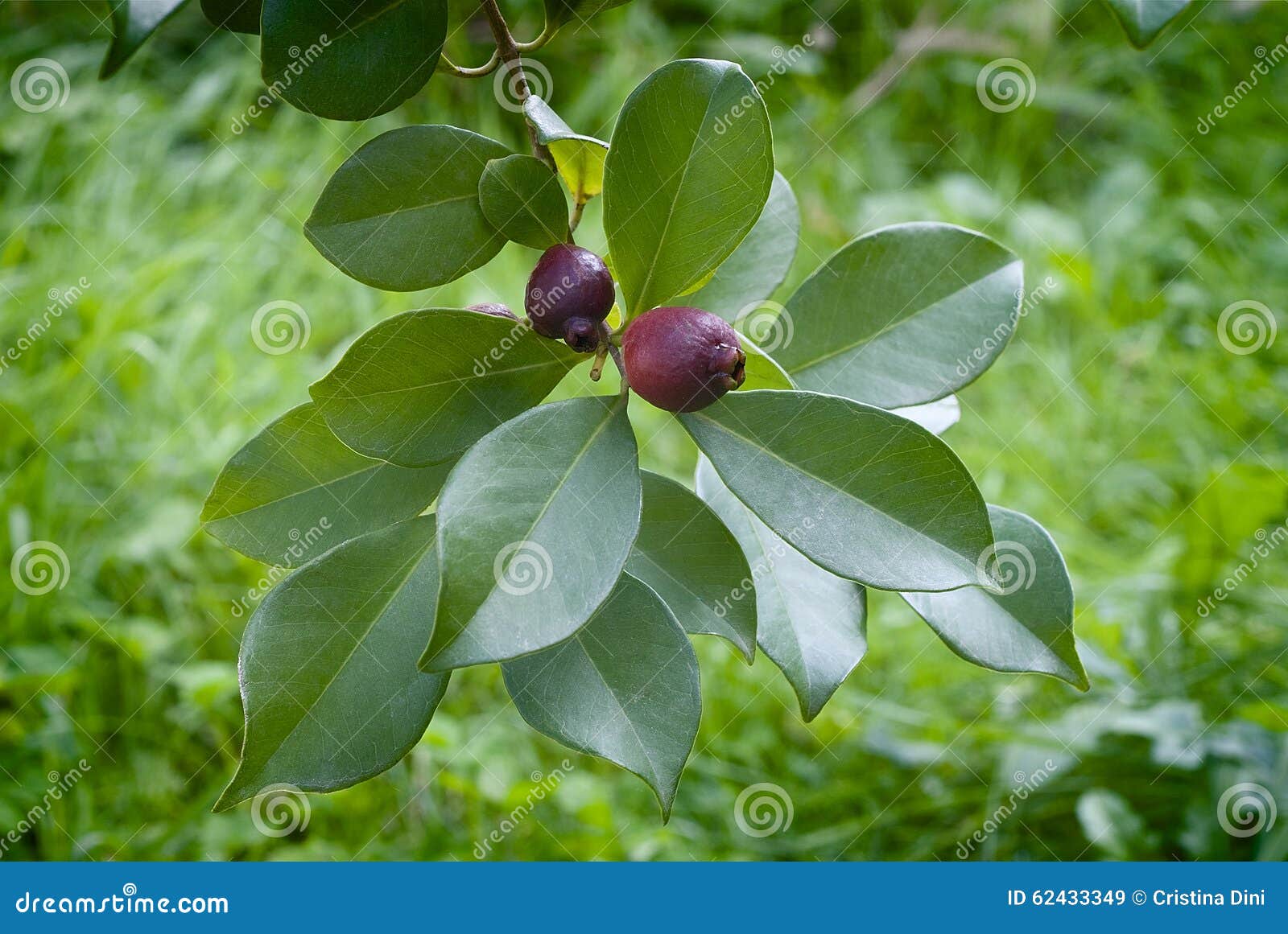fruit of cattley guava or peruvian guava (psidium littorale susp. longipes).