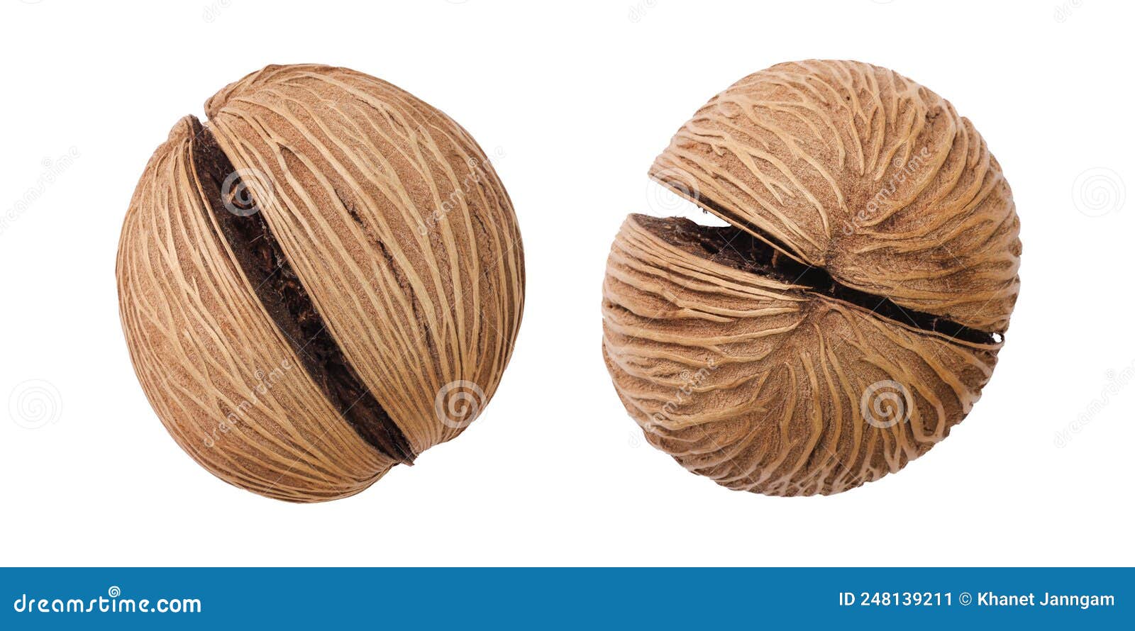 the fruit of cerbera odollam, also known as suicide tree , ping pong , mintolla , and othalam,  on a white background