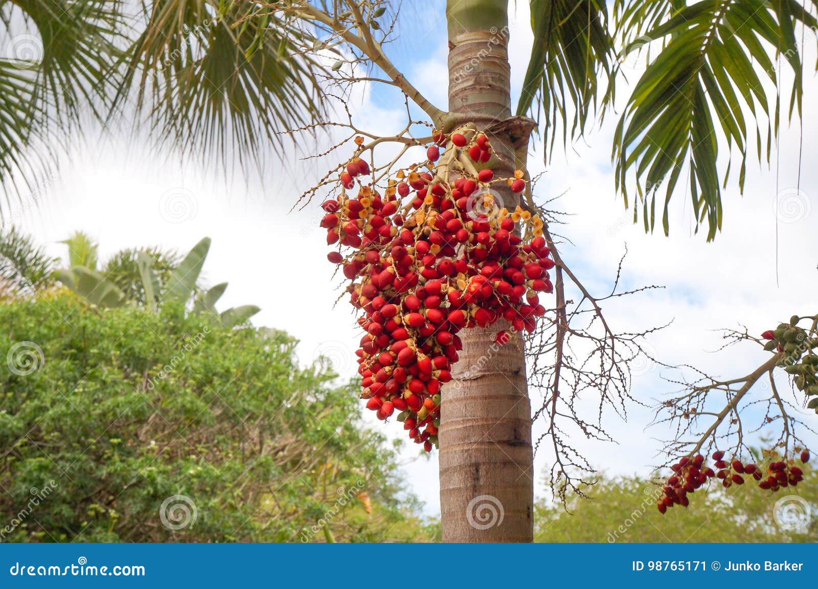 Manila palm trees edible fruit