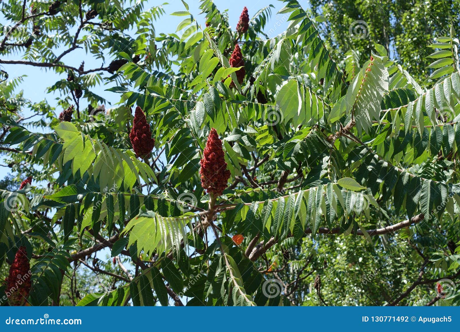 fruit clusters and leafage of rhus typhina against the sky