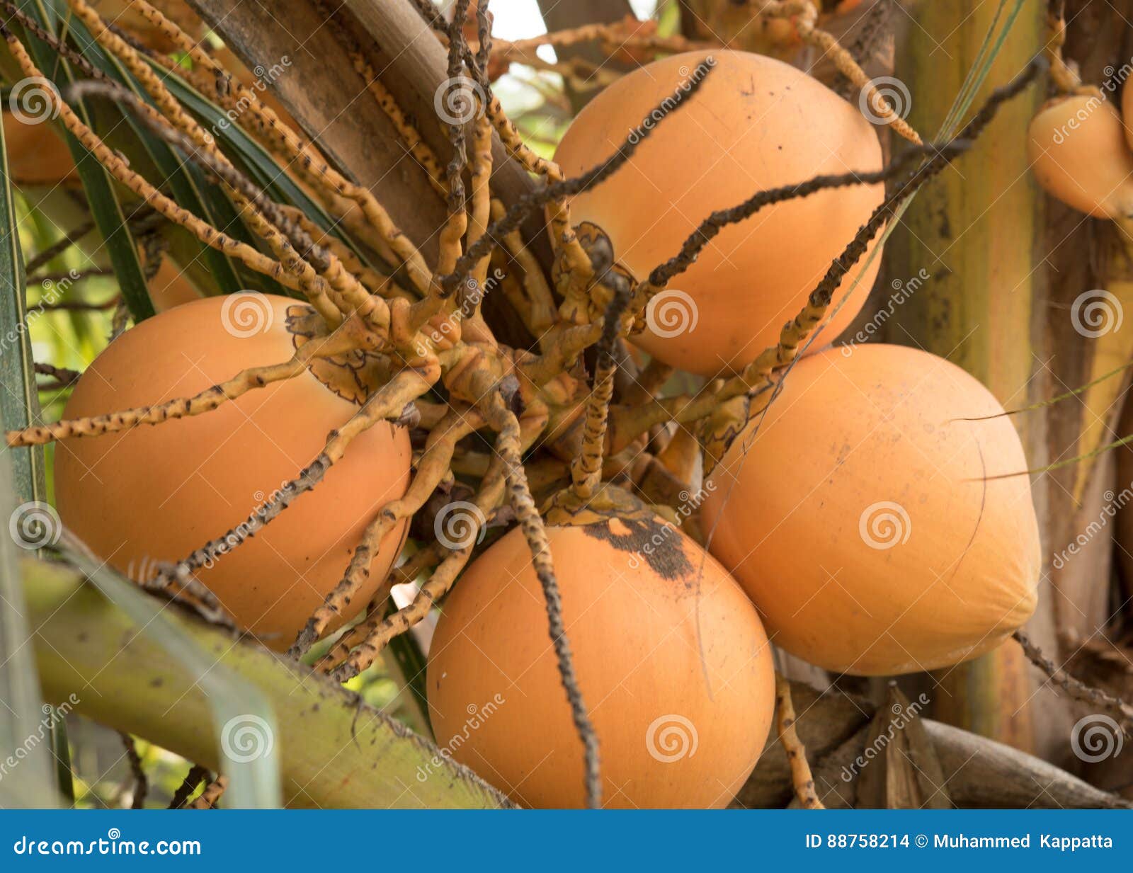 Fruit of coconut tree stock photo. Image of asia, kerala 88758214
