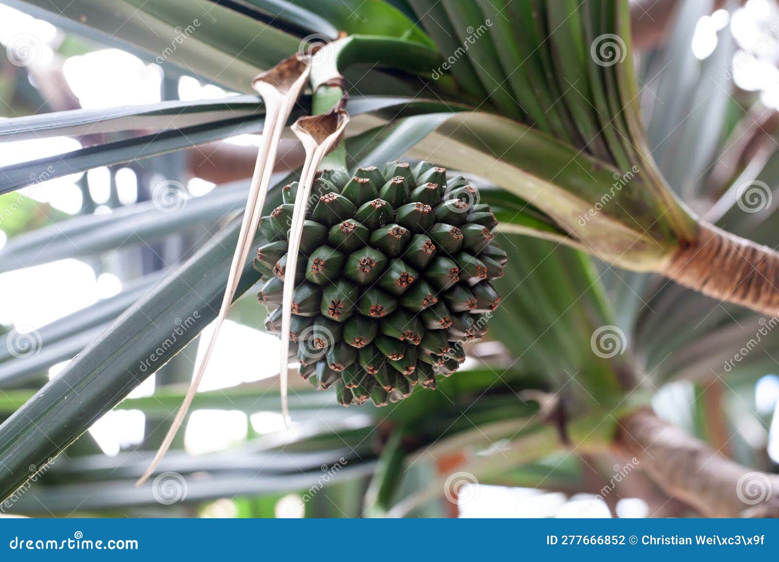 Pandanus Utilis Exotic Tropical Screwpine Fruit Growing On A Pandan