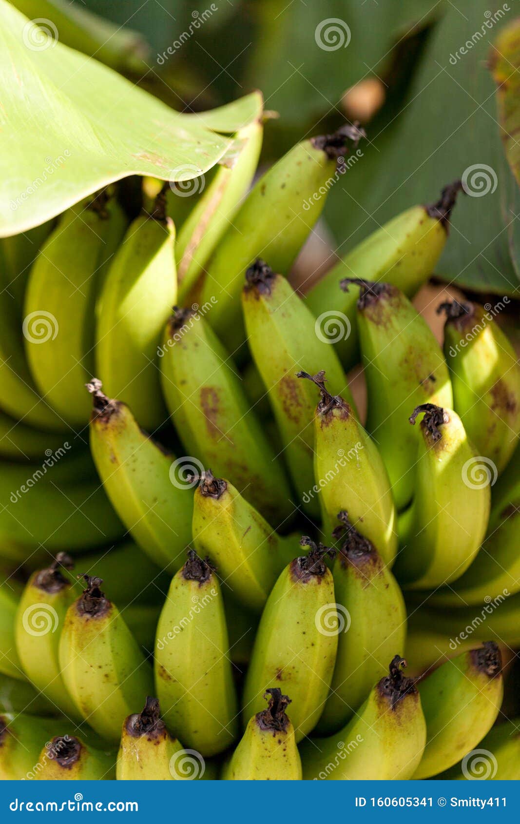 Bananes Cavendish Bio